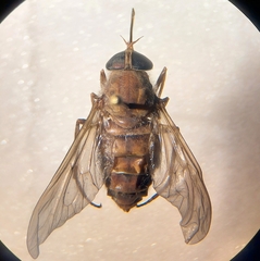 Esenbeckia