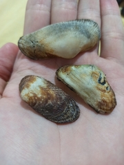 Barbatia barbata