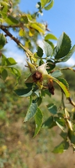 Rosa canina