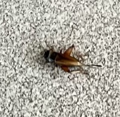 Eunemobius carolinus