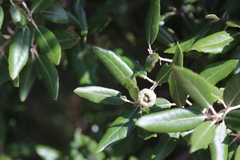 Quercus ilex