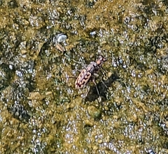 Ellipsoptera