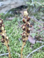 Monotropa hypopitys