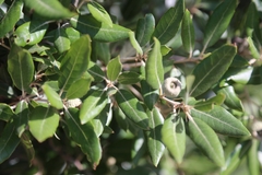 Quercus ilex