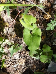 Arctium lappa
