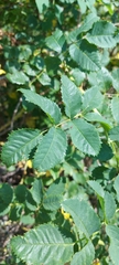 Rosa canina