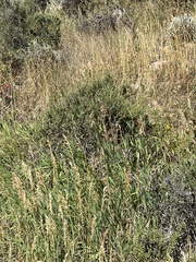 Allenrolfea occidentalis