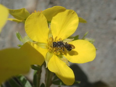 Megachilidae