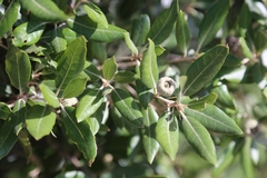Quercus ilex