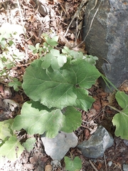 Arctium lappa