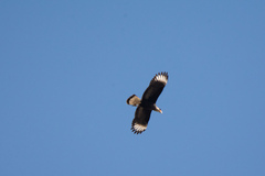 Caracara plancus