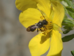Megachilidae