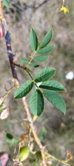 Rosa canina