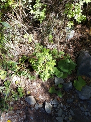 Arctium lappa