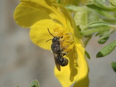 Megachilidae