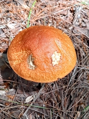 Leccinum aurantiacum