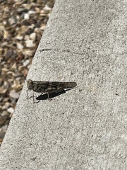 Trimerotropis pallidipennis