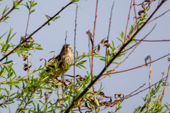 Hymenops perspicillatus