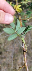Rosa canina