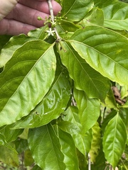 Plantae