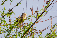 Hymenops perspicillatus