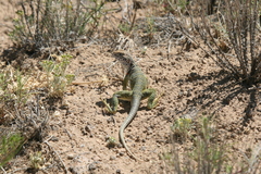 Crotaphytus collaris