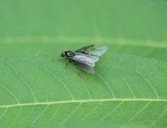 Lasius aphidicola