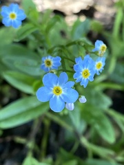 Myosotis
