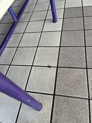 Eunemobius carolinus