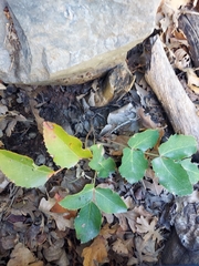 Berberis
