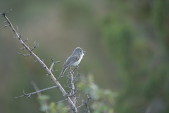 Vireo vicinior
