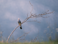 Ptiliogonys cinereus