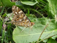 Vanessa cardui