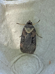 Pseudohermonassa bicarnea