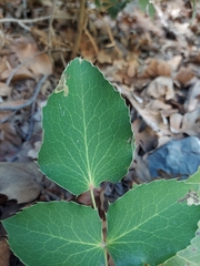 Berberis