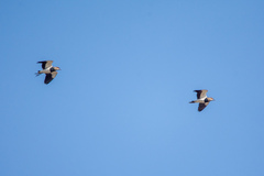 Vanellus chilensis