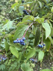 Cornus amomum