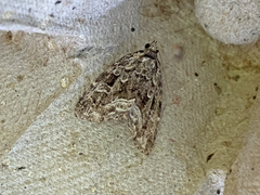 Protodeltote muscosula