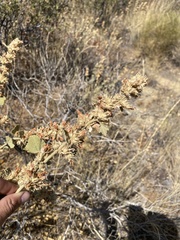 Malacothamnus marrubioides