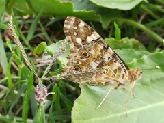 Vanessa cardui