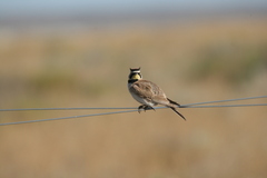 Eremophila alpestris