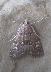 Elophila gyralis