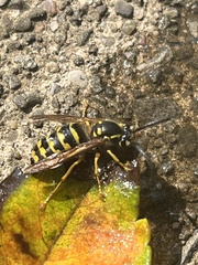Vespinae