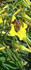 Apis mellifera scutellata