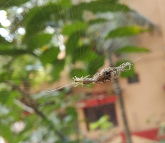 Cyclosa