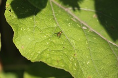 Condylostylus caudatus