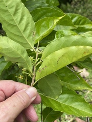 Plantae