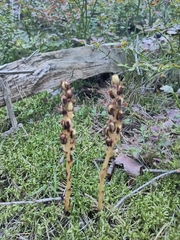 Monotropa hypopitys