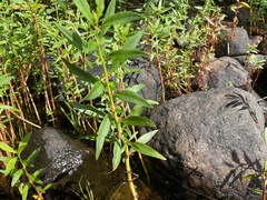 Lysimachia terrestris