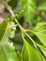 Plantae